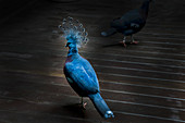 Rear View Close-up of Victoria Crowned Pigeon