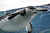 Chinstrap Penguin Underwater