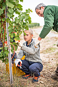 Mid-Adult Man and Boy Picking Grapes in Vineyard