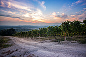 Weinberg bei Sonnenuntergang, Gattinara, Piemont, Italien