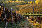 Weinberge und Traktor bei Sonnenuntergang, Monforte d'Alba, Piemont, Italien