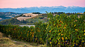 Vineyards and Mountain Landscape at Sunrise, Dogliani, Piedmont, Italy
