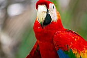 Scarlet macaw, Amazon basin, Peru.