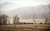 Spring snowstorm over pasture of horses along the Salmon River, Idaho