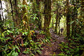 Weiblicher Wanderer auf Spur, Santa Lucia Cloud Forest REserve