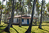 Foto von kleinen verlassenen Haus zwischen Kokospalmen, Boipeba Island, South Bahia, Brasilien