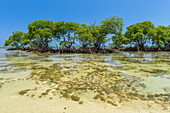 Mangrovenvegetation im tropischen Strand im Süden von Bahia, Ilha de Boipeba, Brasilien