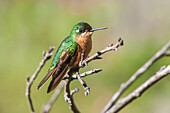 Hummingbird Brazilian Ruby (Clytolaema rubricauda) in Itatiaia National Park, Rio de Janeiro, Brazil