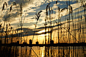 Flussufergras gegen bewölkten Himmel bei Sonnenuntergang, Boston, Massachusetts, USA.