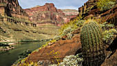 Majestätische Naturlandschaft von Grand Canyon mit Kaktus im Vordergrund, New Mexico, USA