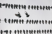 Photograph with pigeons flying and perching on power lines, Richmond, British Columbia, Canada