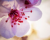 Schöne Naturphotographie mit Abschluss oben der Pflaumenblumenblüte (Prunus mume), Windsor, Kalifornien, USA.