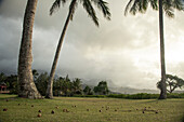 Fotografieren Sie mit den gefallenen Kokosnüssen, die auf Rasen unter Palmen, Kauai, Hawaii, USA liegen.