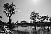 Ominous scenery with elephant skull on riverbank, Okavango Delta, Botswana