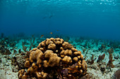Ein Mann schnorchelt und freedives durch das Unterwasserleben, einschließlich der Hartkorallen, der weichen Korallen, der Ventilatoren und der kleinen Fische, die Abschnitte von Glover's Reef, Belize bedecken.