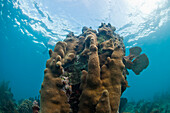 Unterwasserleben, einschließlich Hartkorallen, Weichkorallen, Fächer und kleine Fische bedecken Abschnitte von Glover's Reef, Belize.