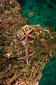 starfish photographed while SCUBA diving in Tamarindo, Costa Rica