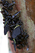 butterfiles in at the Monteverde Butterfly Gardens in Monteverde, Costa Rica