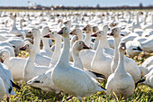 Nature photograph with snow goose (Anser caerulescens) colony, Skagit Valley, Washington State, USA