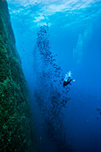 Underwater photograph of scuba diver near school of fish and wall of Roca Partida Island, Revillagigedo Islands, Colima, Mexico