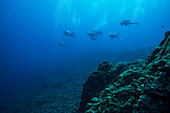 Fotografie der Gruppe von Tauchern unter Wasser schwimmen, San Benedicto Island, Revillagigedo Inseln, Colima, Mexiko