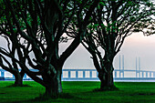 Morgenstimmung im Park am Meer mit alten Bäumen nähe Malmö, Oeresundbruecke, Malmö, Südschweden, SchwedenSüdschweden, Schweden