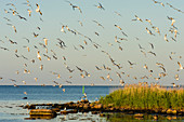 Swarm of shorebirds flies up., Schweden