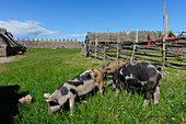 In the Eketoprsborg open-air museum, domestic pigs roam freely., Schweden