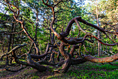 Troll forest with old trees in the north of Oeland. On the beach old shipwreck of wood., Schweden