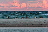 Wide sandy beach with walkers on Gotska Sandoe, the island / national park lies in the Baltic Sea north of the island Gotland., Schweden