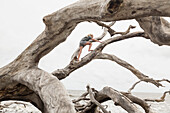 Caucasian girl climbing on driftwood on beach