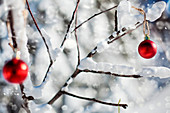 Christmas ornaments on branch in the snow