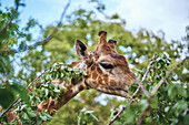 Giraffe eating leaves on branch