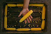 Hand holding corn on cob