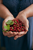 Hands holding red berries