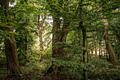 UNESCO World Heritage Old Beech Groves of Germany, Hainich National Park, Thuringia, Germany