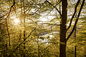 UNESCO Welterbe „Alte Buchenwälder Deutschlands“, Blick zum Edersee im Gegenlicht, Kellerwald Edersee Nationalpark, Hessen, Deutschland