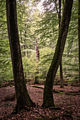 UNESCO World Heritage Old Beech Groves of Germany, Serrahn, Mueritz National Park, Mecklenburg-West Pomerania, Germany