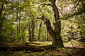 UNESCO World Heritage Old Beech Groves of Germany, Serrahn, Mueritz National Park, Mecklenburg-West Pomerania, Germany