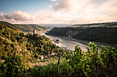 UNESCO World Heritage Upper Rhine Valley, Gutenfels castle and Pfalzgrafenstein castle , grapevine, Rhineland-Palatinate, Germany