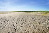 UNESCO World Heritage the Wadden Sea, salt meadow on Scharhoern close to Neuwerk island, federal state Hamburg, Germany, North Sea