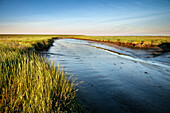 UNESCO Weltnaturerbe Wattenmeer, Salzwiese und Watt, Westerhever, Schleswig-Holstein, Deutschland, Nordsee