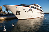 Kreuzfahrtschiff MS Romantic Star (Reisebüro Mittelthurgau) an Pier mit weißen Schwänen davor, Šibenik, Šibenik-Knin, Kroatien, Europa