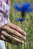 Hand of woman picking blue corn flower in field, near Mömbris, Spessart-Mainland, Franconia, Bavaria, Germany