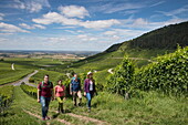 Four people hike along path through vines at Iphöfer Julius-Echter-Berg vineyard, Iphofen, Franconia, Bavaria, Germany