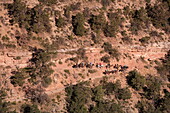 Visitors enjoy Grand Canyon mule trek along Bright Angel Trail near Grand Canyon Village, Grand Canyon National Park, Arizona, USA