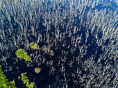 Luftaufnahme von Birken in den Moorwiesen Theikenmeer im Naturpark Hümmling, nahe Werlte, Emsland, Niedersachsen, Deutschland, Europa