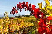 vineyard, autumn, near Mercatale, Chianti, Tuscany, Italy, Europe