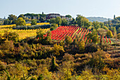 Weinberge, Herbst, Landhaus, bei Greve in Chianti, Toskana, Italien, Europa