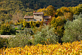 Landhaus und Weinberg bei Radda in Chianti, Herbst, Chianti, Toskana, Italien, Europa